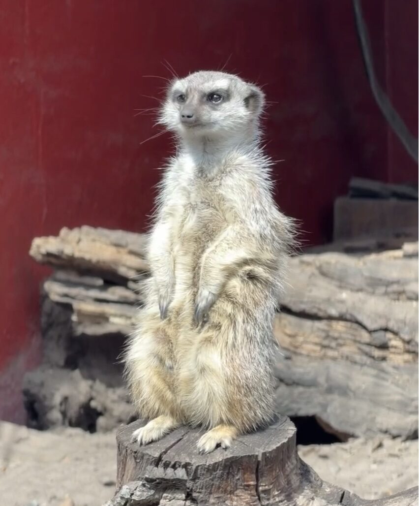Jyllands Park Zoo