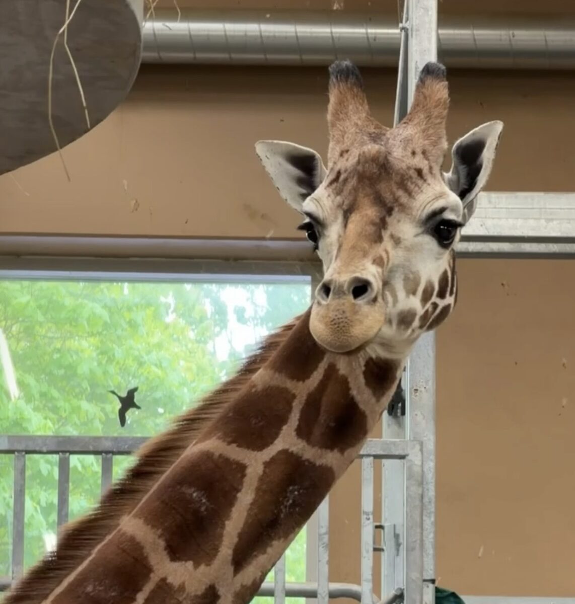 Jyllands Park Zoo