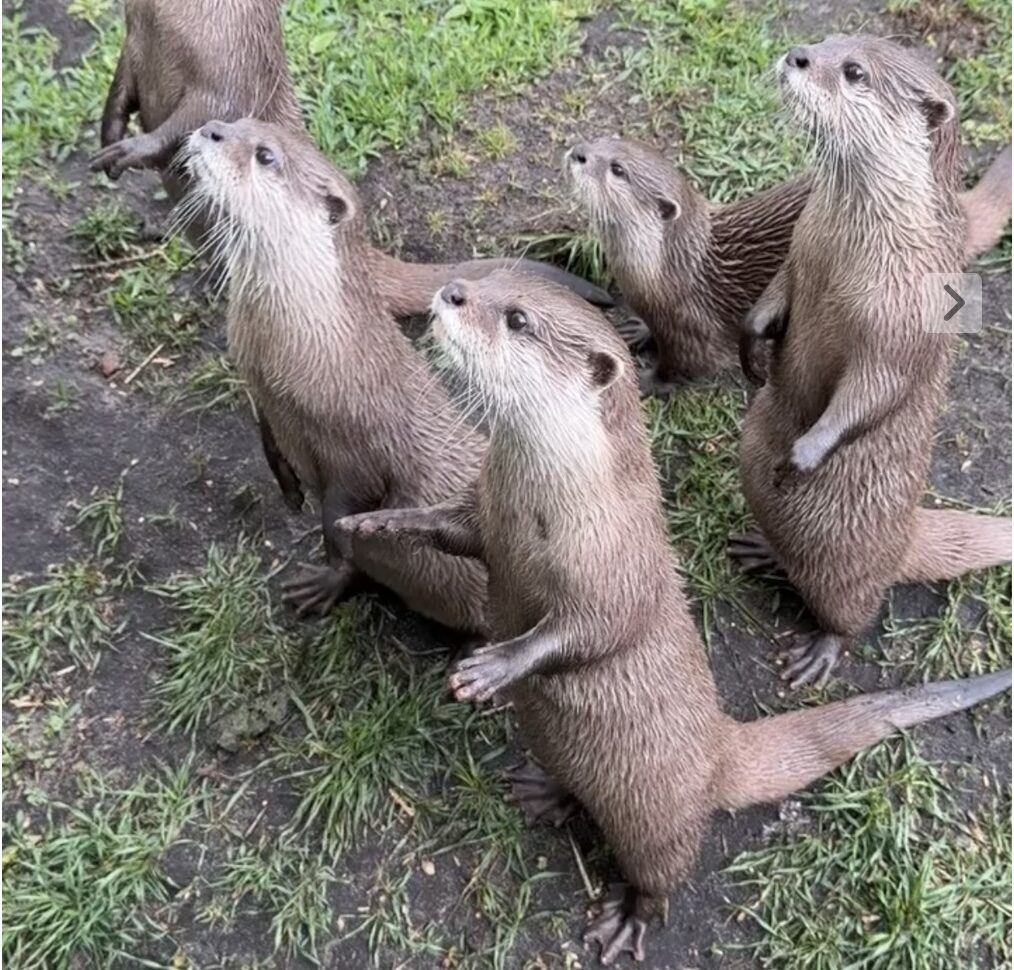 Jyllands Park Zoo