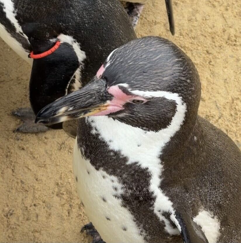 Jyllands Park Zoo